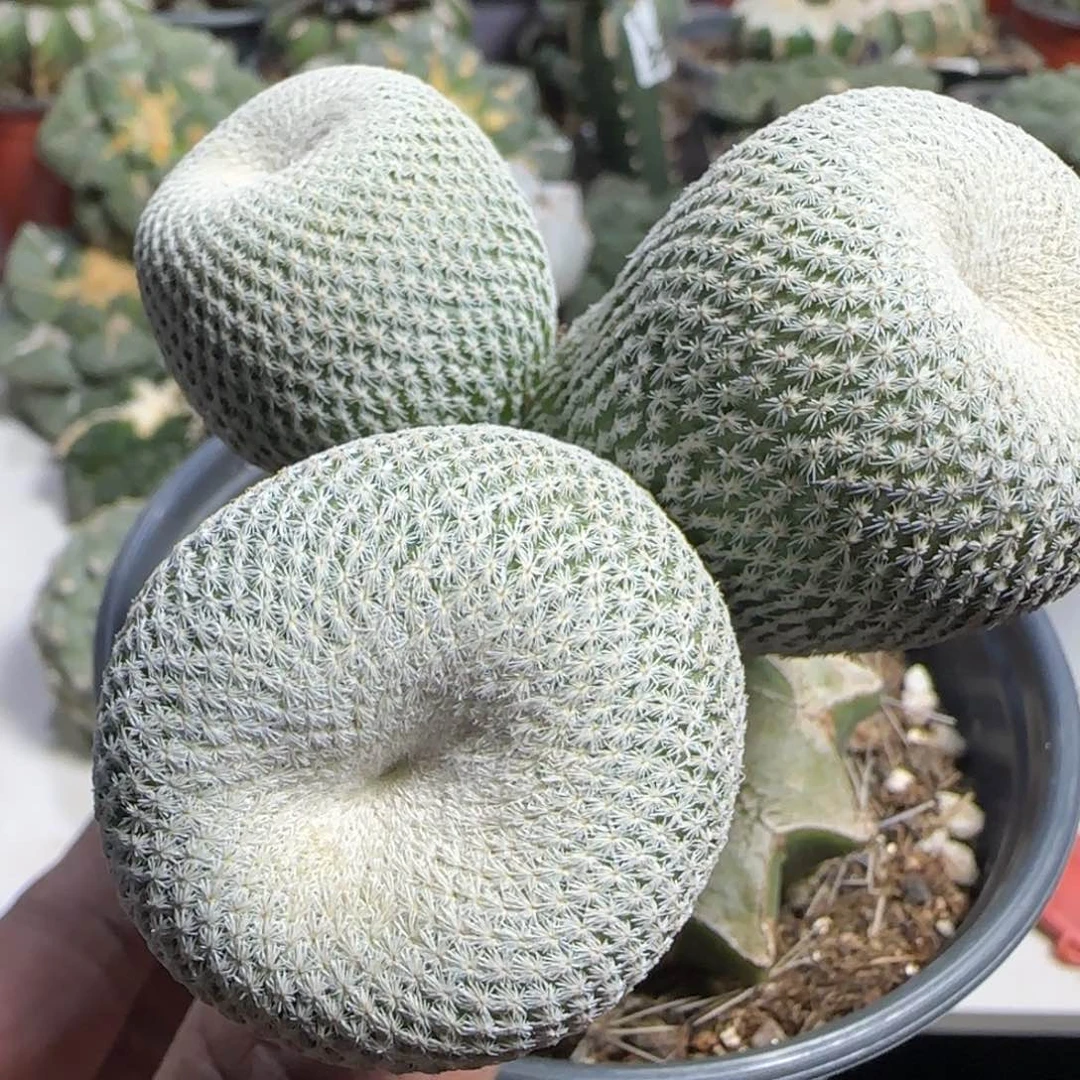 【闪购商品】苗接三头小人帽850