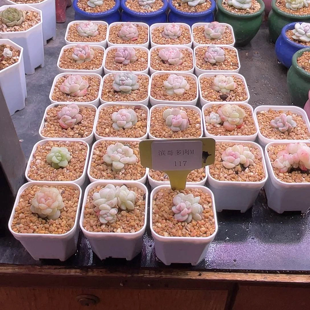 咕***～滨哥多肉M117糖心冰玉石化