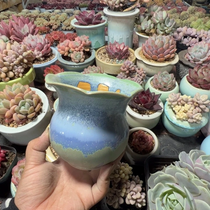 特价花盆 满50发货 内口11