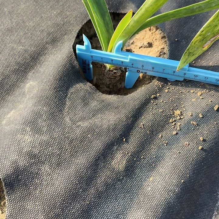 卡布奇诺朱顶红一棵3.5