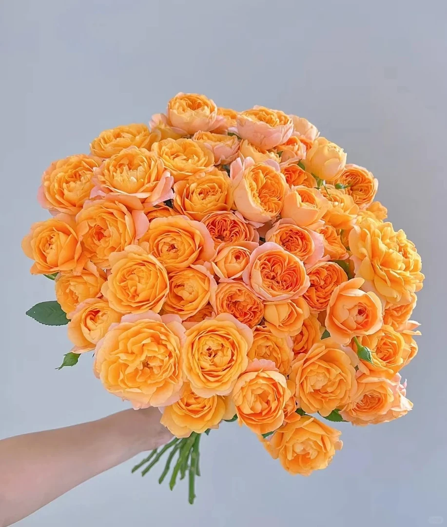 【玩花样】果汁阳台月季四季开花爆花机器皮实好养新手月季推荐盆栽