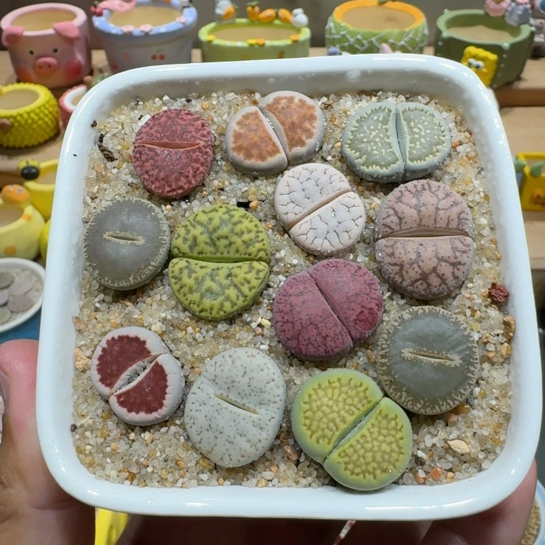 蘑菇1038彩拼多肉植物