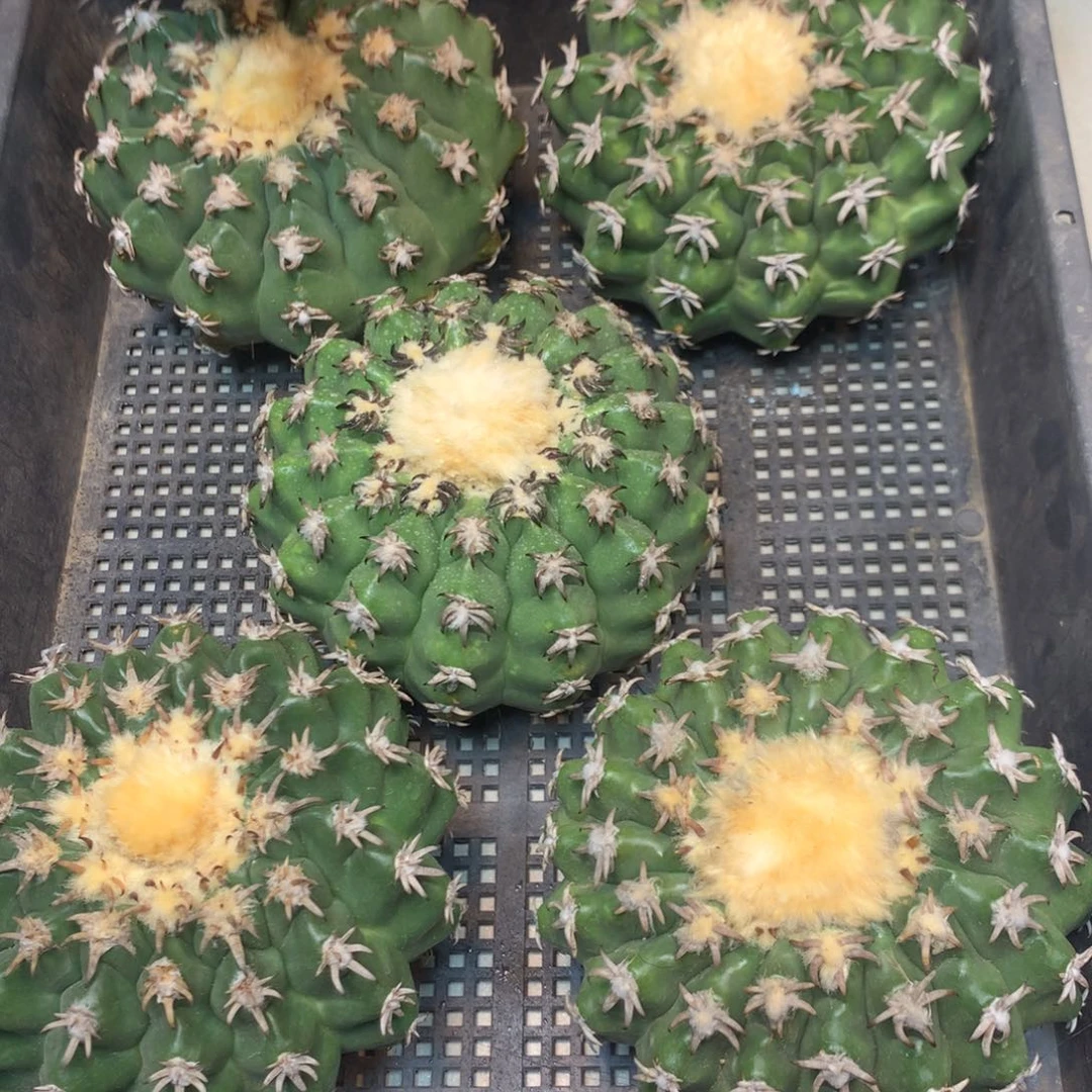 苗接 猫爪短豪刺圆盘玉12公分起发(出根芽)