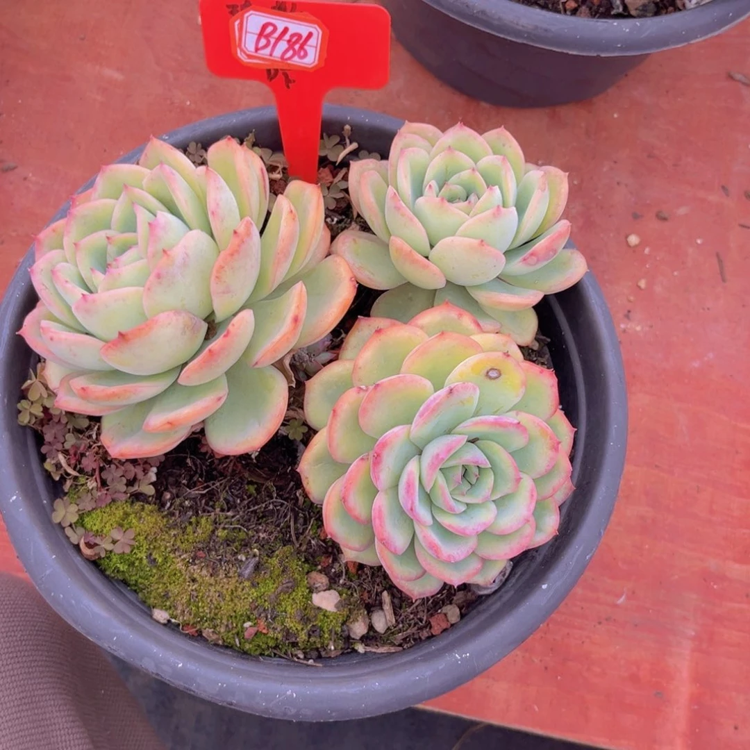 碧晨露186多肉植物