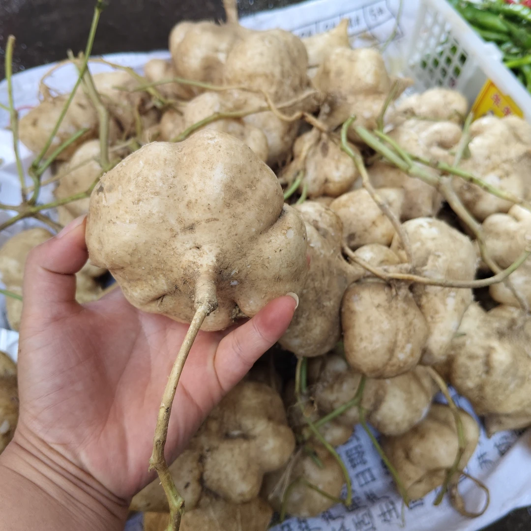 湖南本地新鲜现挖带泥凉薯