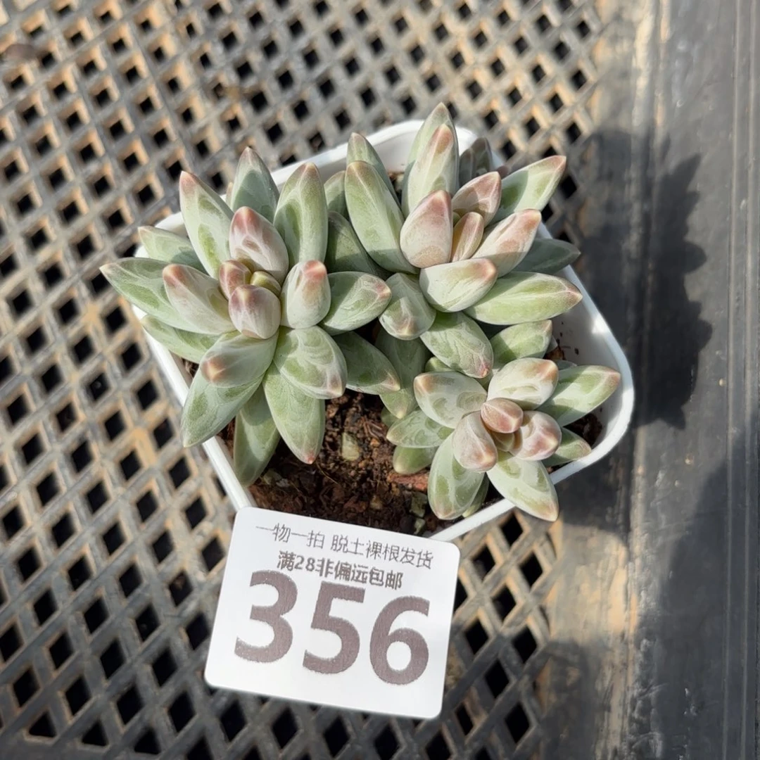 乌拉克拉老桩无盆土发货