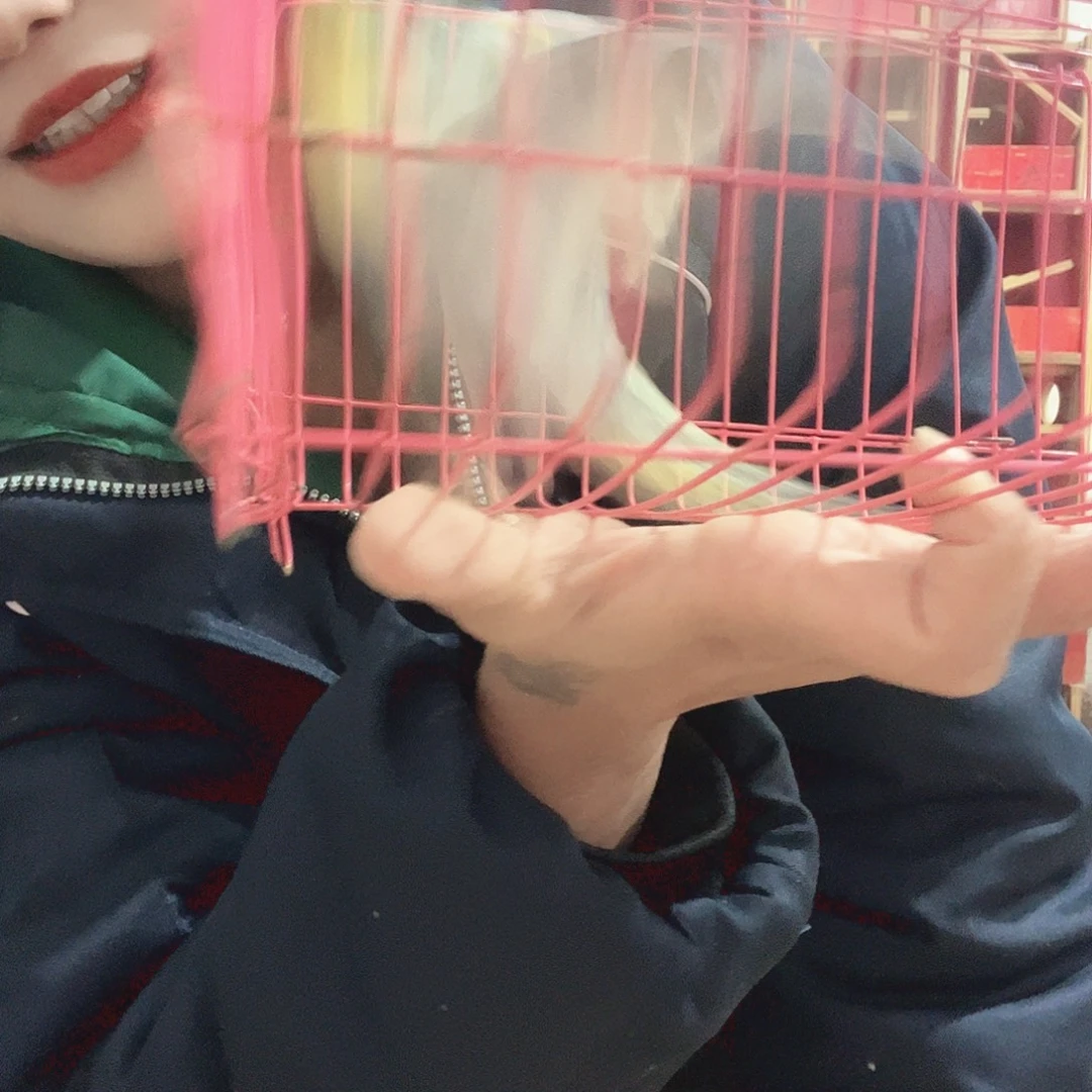 虎皮鹦鹉我的小姐姐