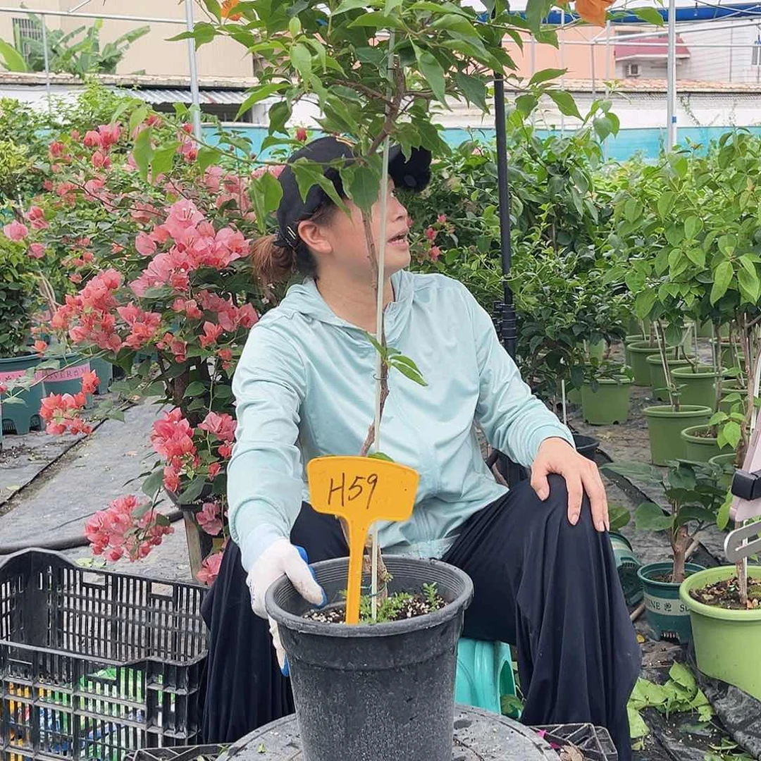 D***y大部分花苞少量开放H59橙桑巴