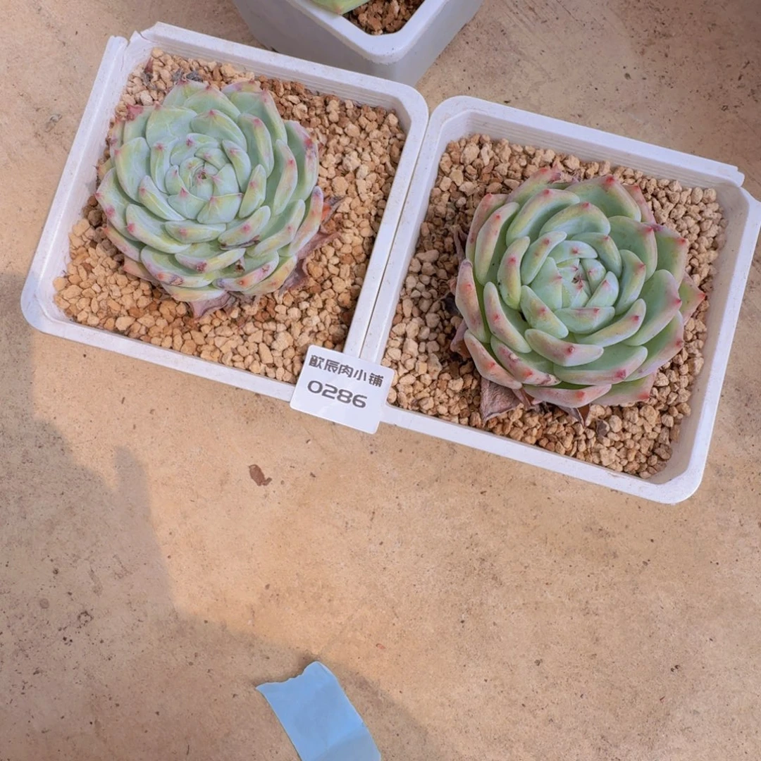 到***底多肉植物白拉糖单头两颗0286