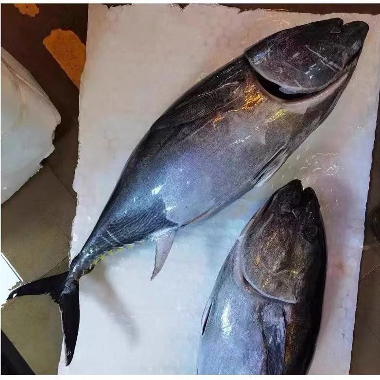 野生海捕金枪鱼急冻发货不鲜发收到货半解冻处理大小以直播间为准