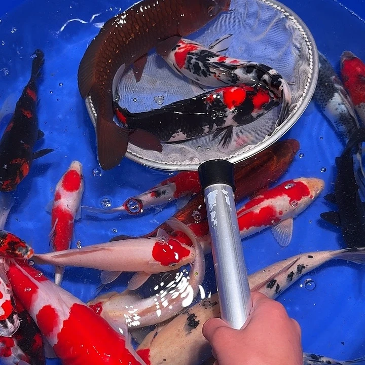 用***1海水鱼哥哥好吧vvv发份额方法是