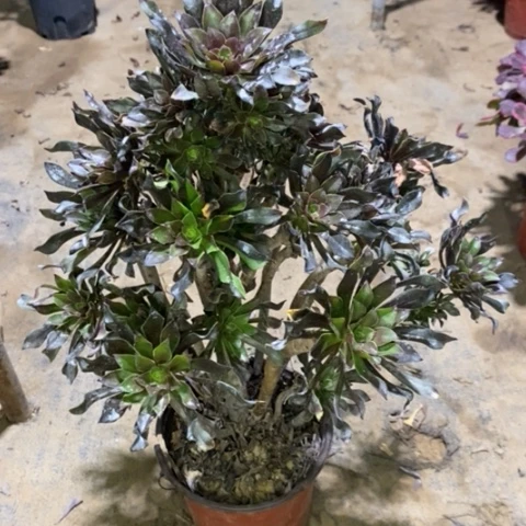 灰法多肉植物013