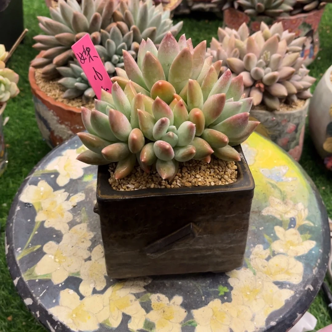 姝*?美人杂交脱土发货。。。。