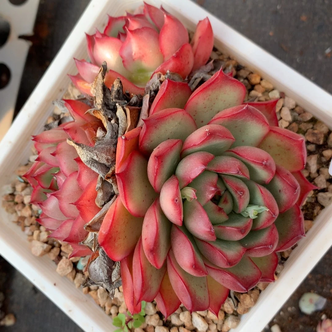 5344杂交精品基地11厘米