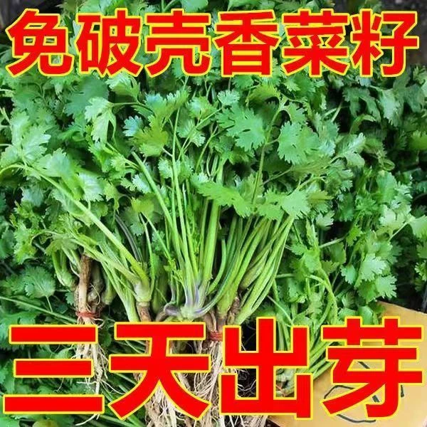 大叶香菜种子四季易种可用于阳台室内盆栽