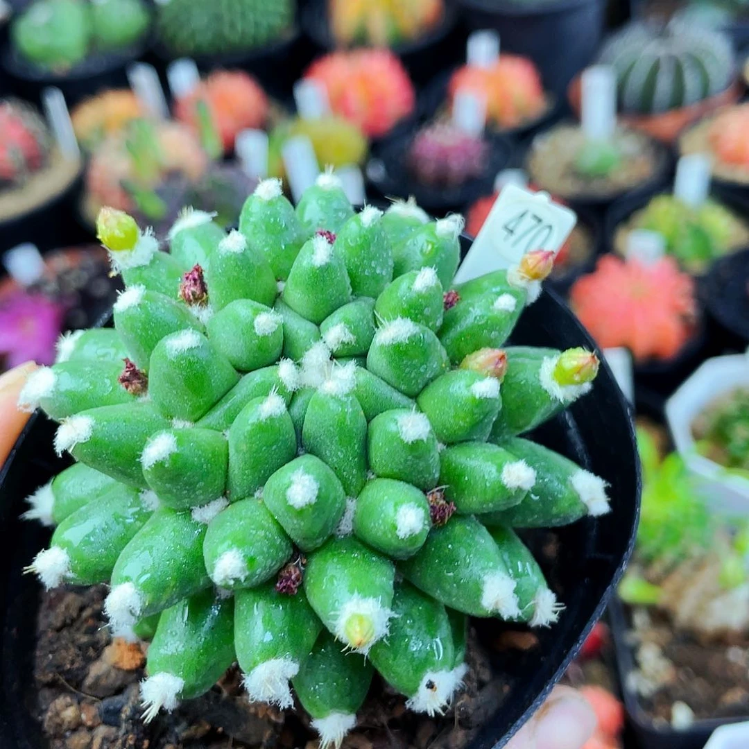 雪糕非偏远地区满25包邮仙人球裸根