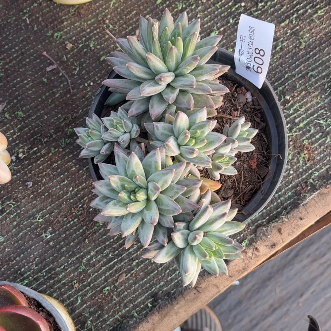 608幻影杂多肉植物……