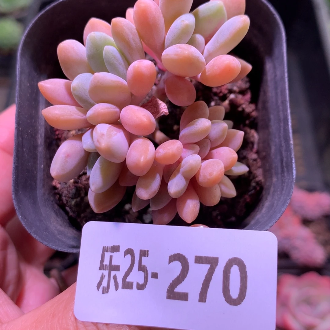 乐然25-270 冬美人缀化