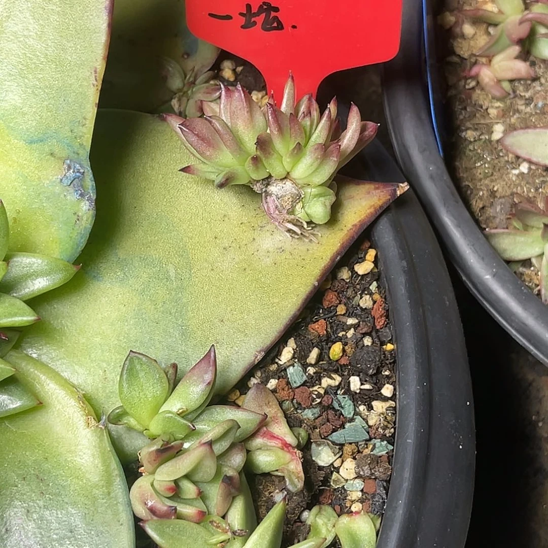 大***图多肉植物一组一排排