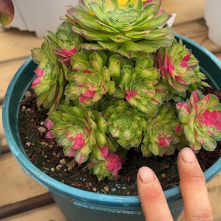 多肉植物知否的578