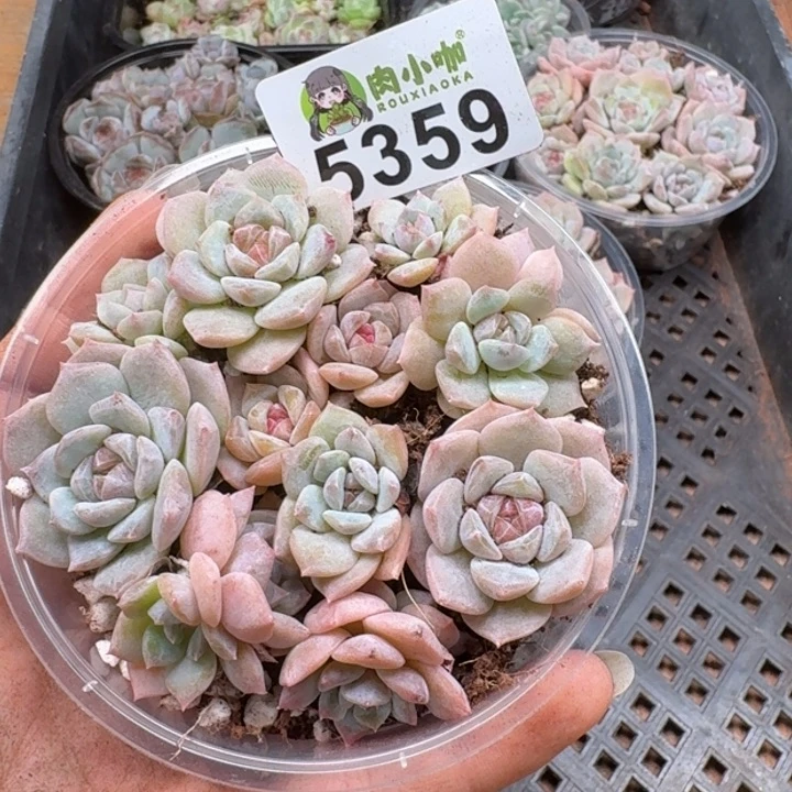 多肉植物多肉植物