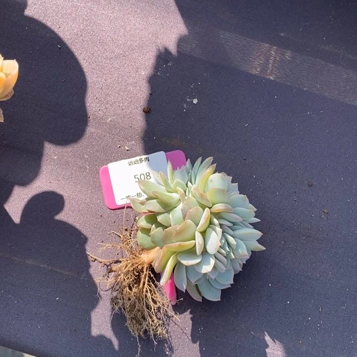 508白茶缀肉肉肉肉肉肉