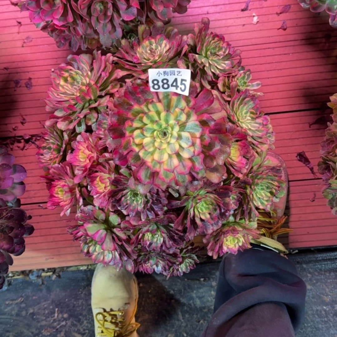 卡****宝舞天姬多肉植物8845