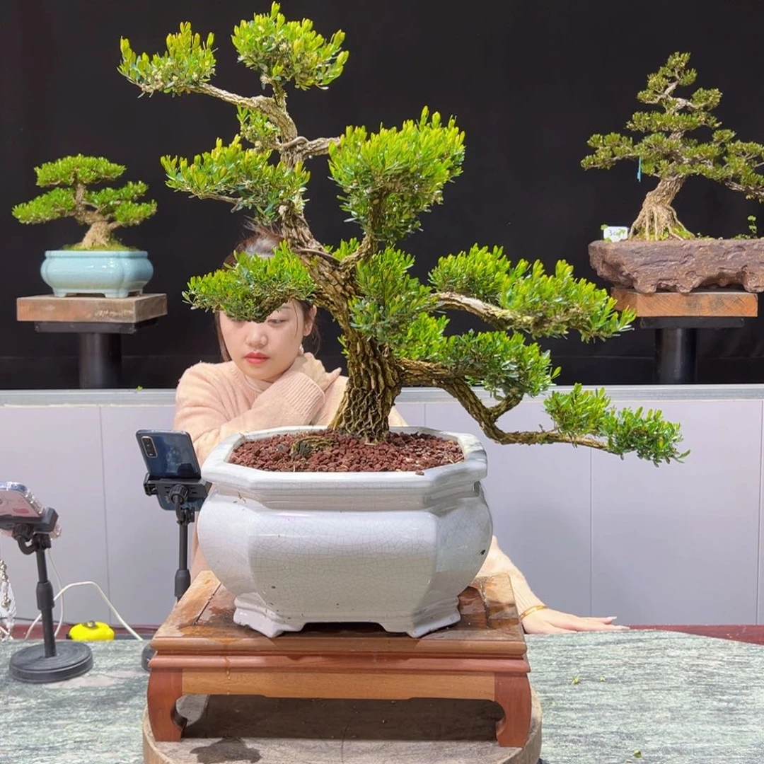 四季常青老桩黄杨盆景