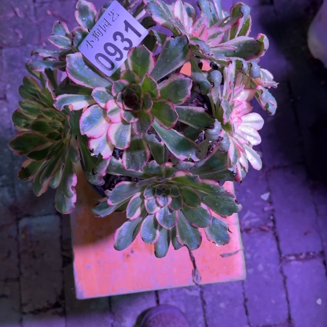 学***华V锦锦多肉植物0931