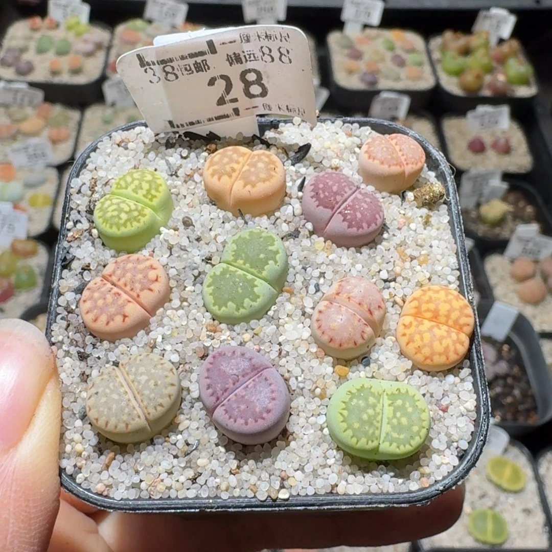 Sss新年福利福利28