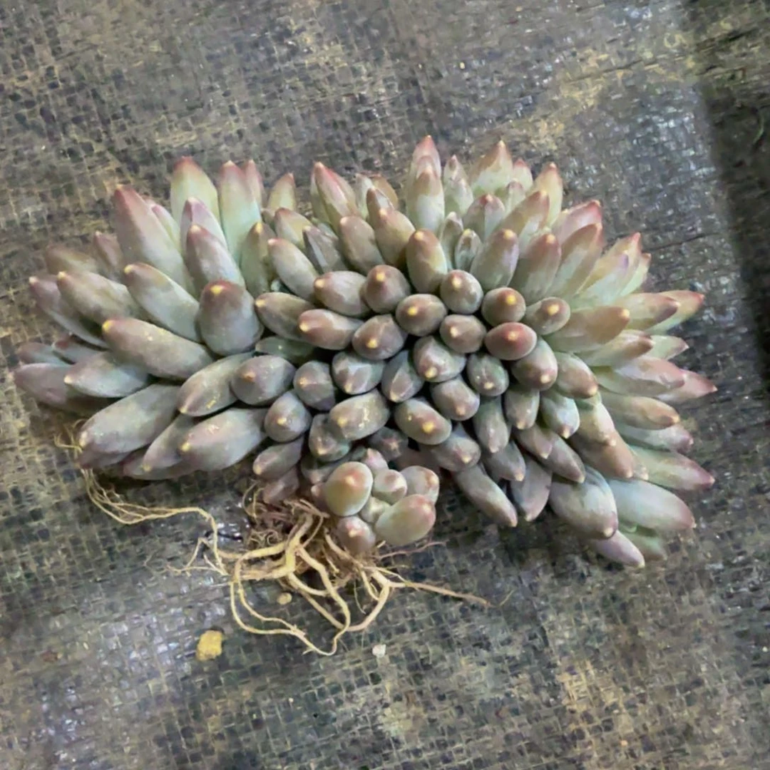 那****Z伊卡鲁斯缀化发货