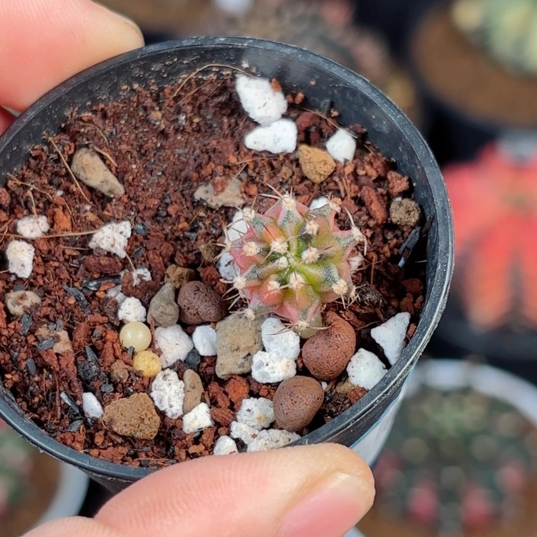 泰系米哈枫叶仙人球188