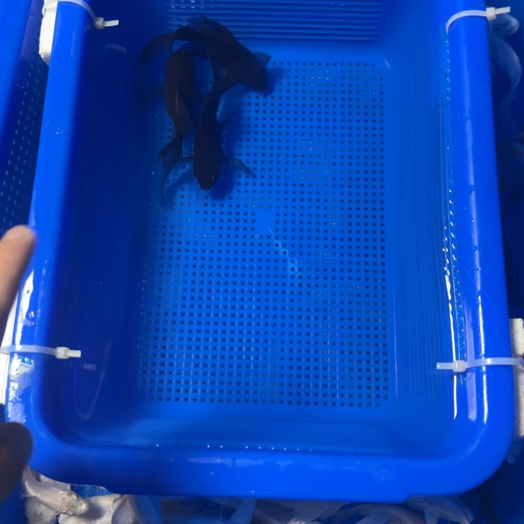 蝴蝶鲤鱼3条8至10短身随机黑色
