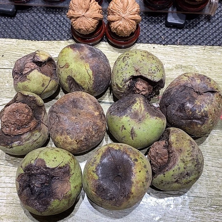 桃核吊坠核桃核桃