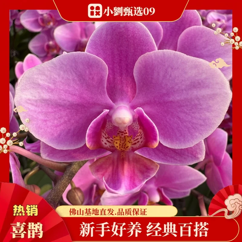 【喜鹊09】组盆款精美蝴蝶兰（婚宴）花卉盆栽佛山基地批发直播次日达