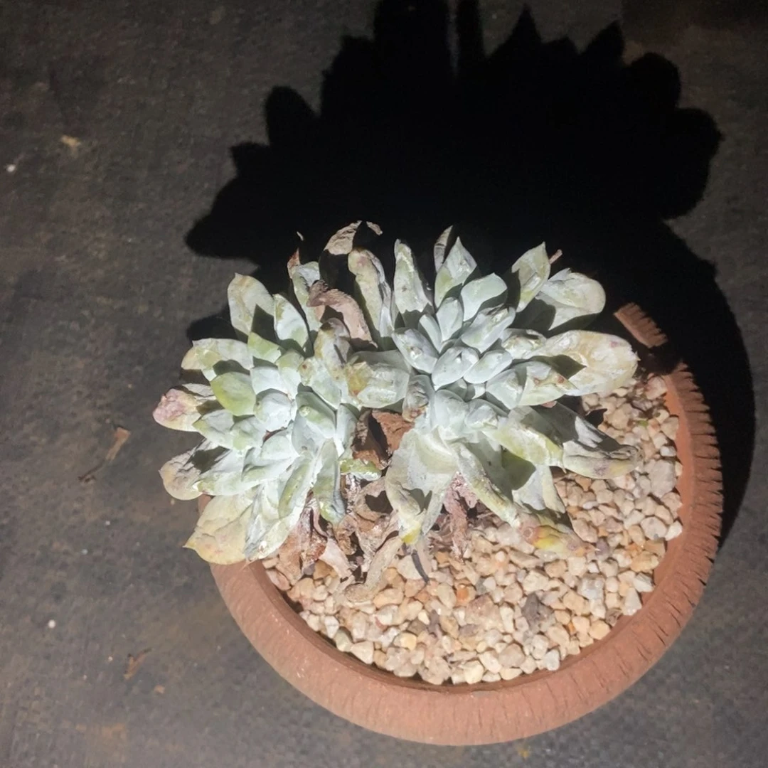 福利多肉植物啦啦啦啦