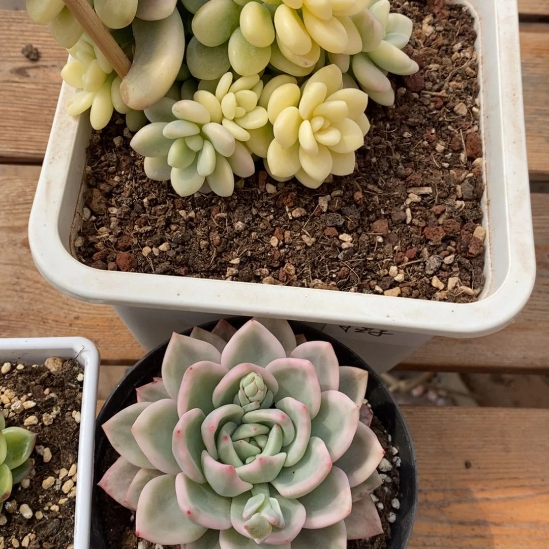 小*子洛神锦多肉植物