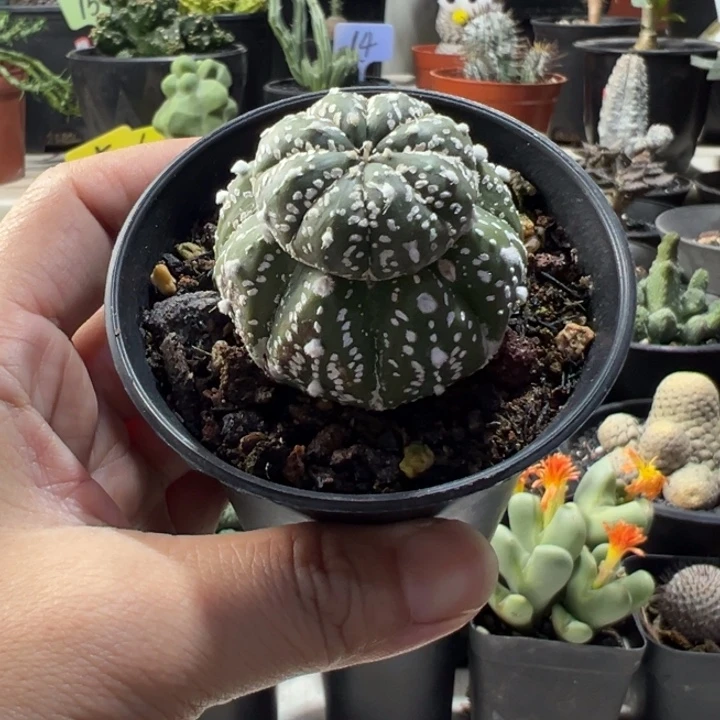 多***叔锅盖带盆11111111