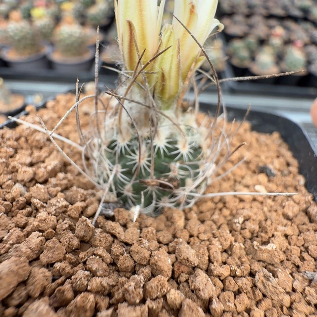 无花朵实生长刺迪克森