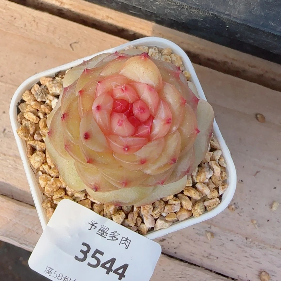 萤火虫，3544多肉植物