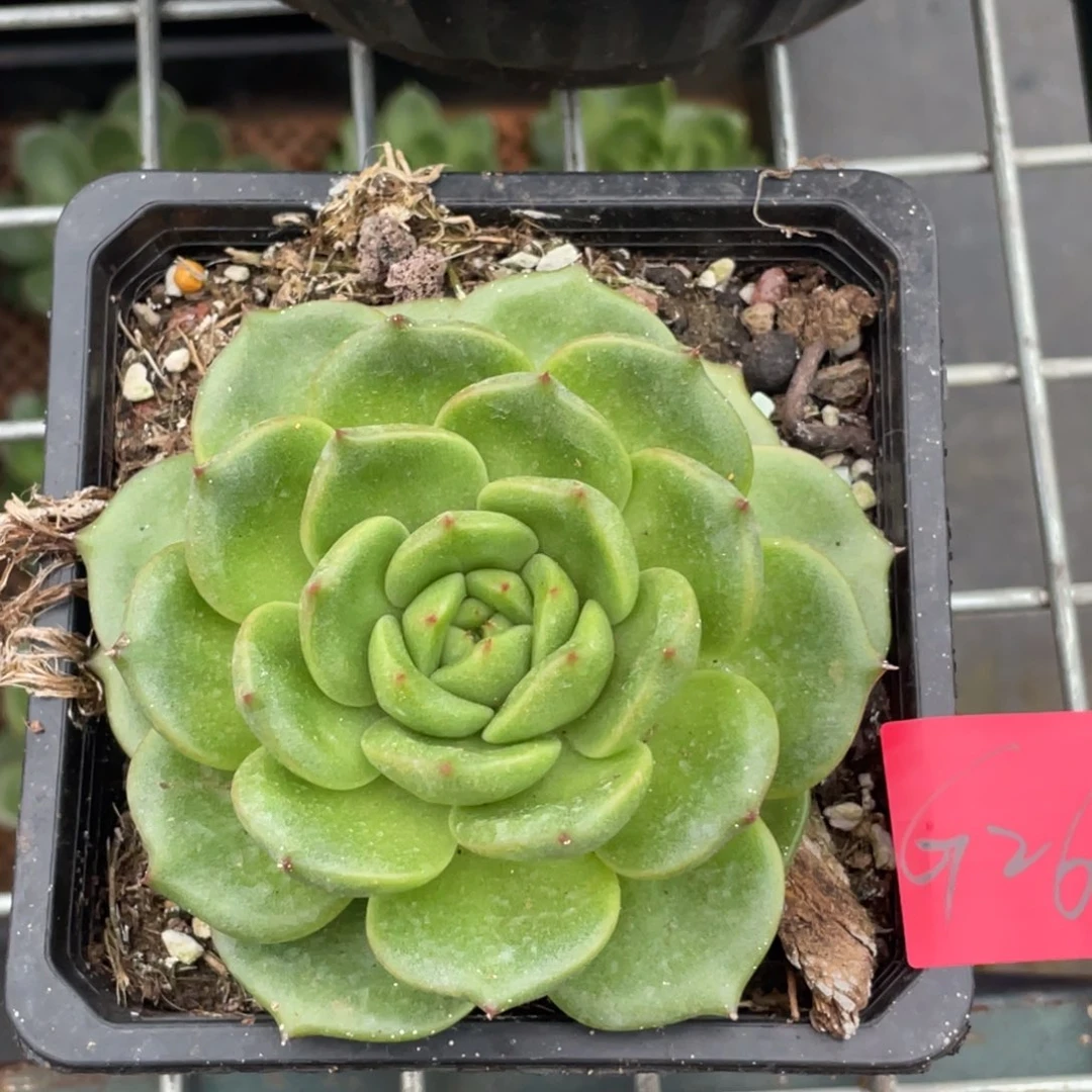 多肉植物多肉植物2608