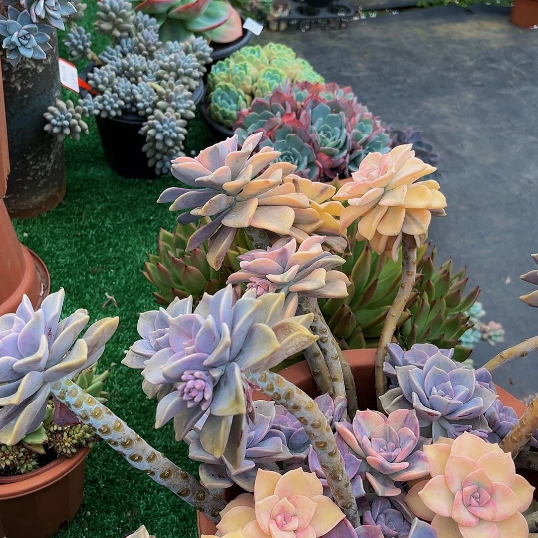 九**柏紫乐锦70040大群