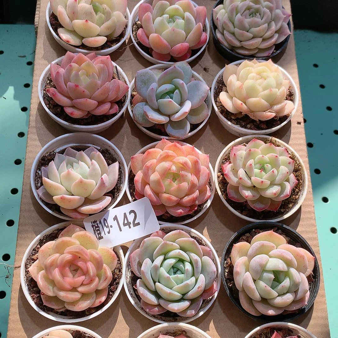 19-142一物一拍带盆18颗。