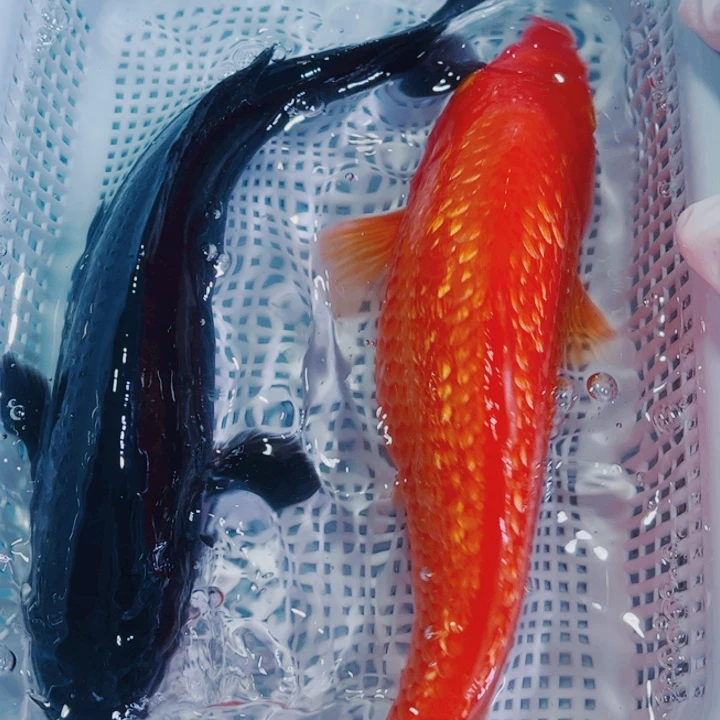 海水鱼冷水锦鲤观赏鱼66