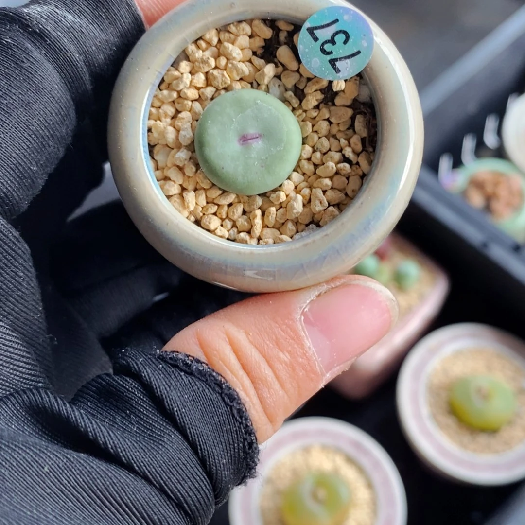 7112--一物一拍 带盆1865.21