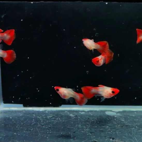 孔雀鱼红头玻璃猫压成八条