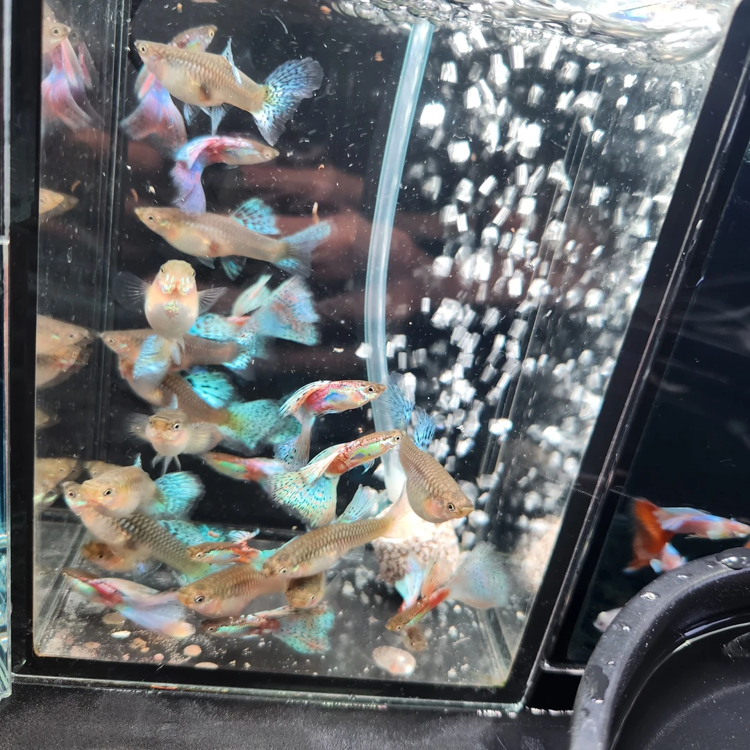 【红草】孔雀鱼 热带观赏鱼孔雀鱼