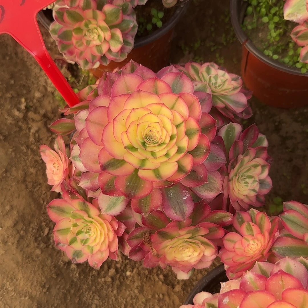 4557倾城多肉法师