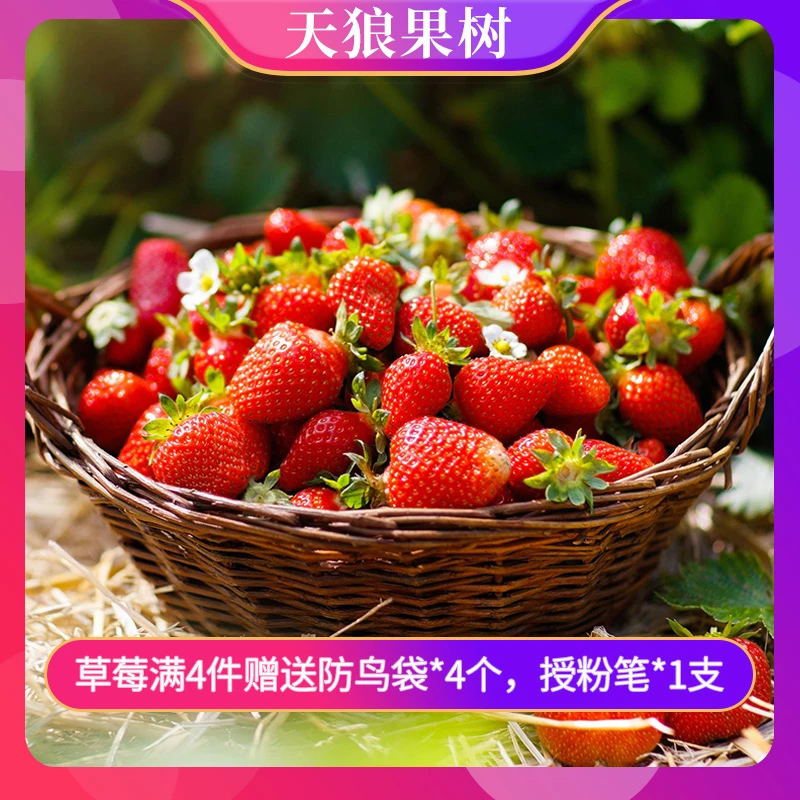 天狼草莓苗盆栽四季食用章姬草莓秧苗阳台庭院新手易种果苗