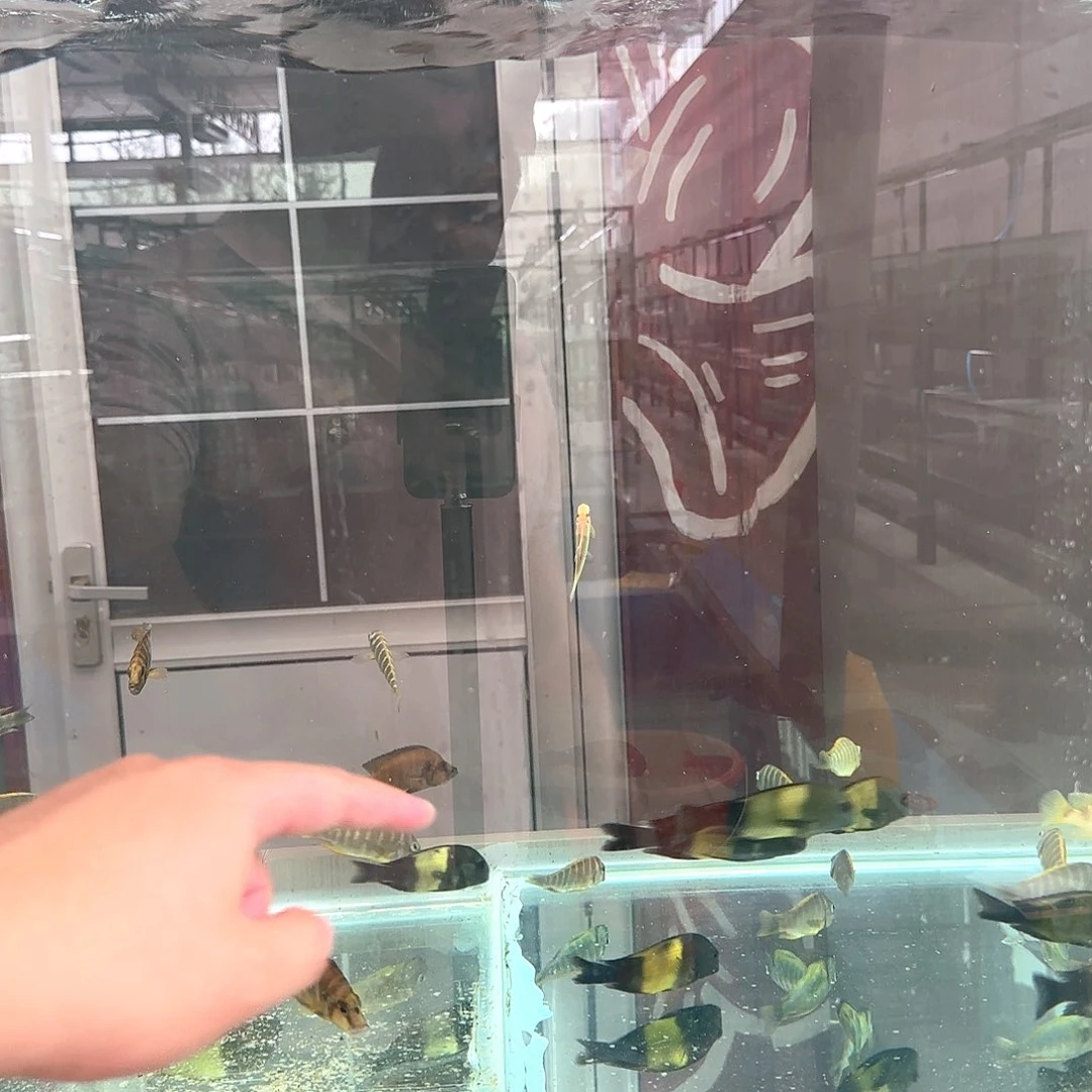 海水野生各种蝴蝶金头虎金六间萨伊蓝